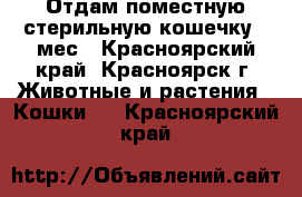 Отдам поместную стерильную кошечку 9 мес - Красноярский край, Красноярск г. Животные и растения » Кошки   . Красноярский край